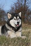 ALASKAN MALAMUTE 775